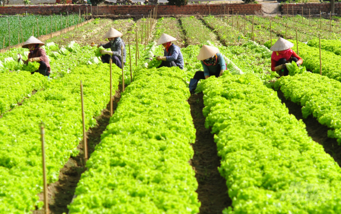 Dịch Covid: TP.HCM đóng cửa chợ đầu mối, rau Đà Lạt ùn ứ - Ảnh 1.