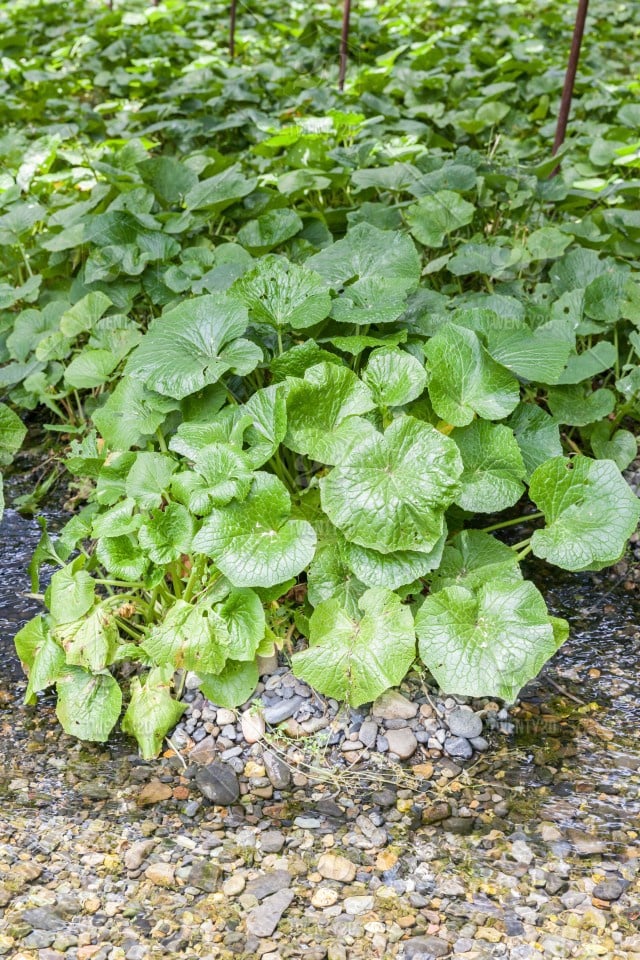 Wasabi anh 2