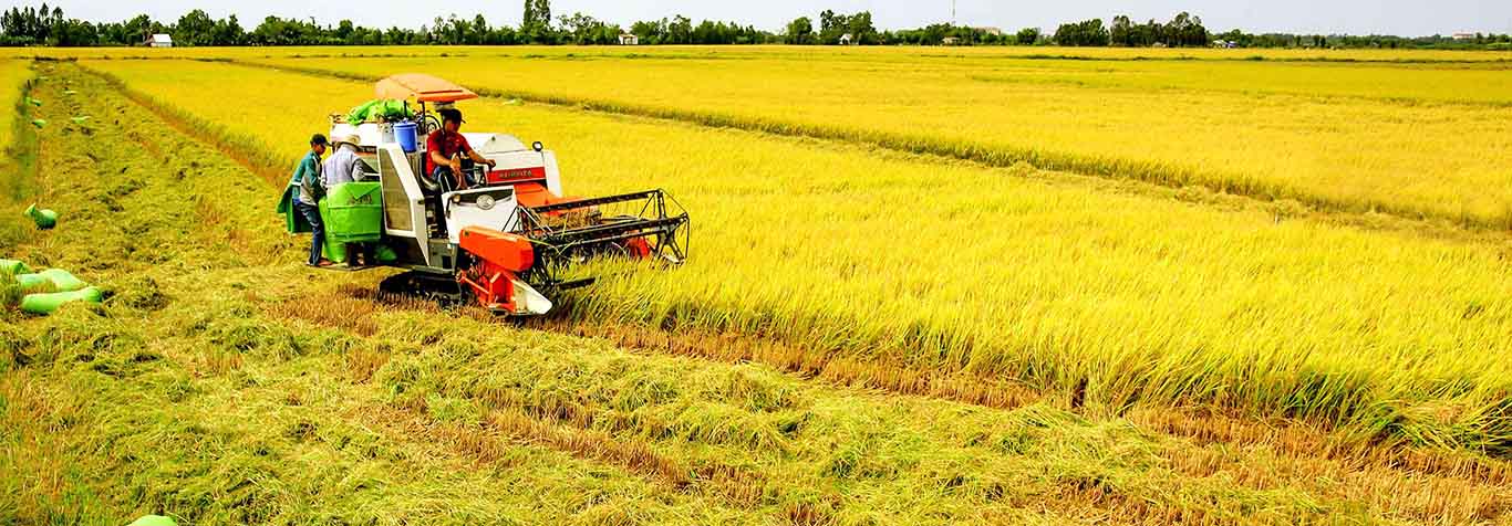 Từ Đầu tư Hoàn Kiếm, &quot;hé lộ&quot; hệ sinh thái nông nghiệp nghìn tỷ đồng xoay quanh Vigecam - Ảnh 1.