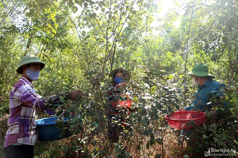 Nghệ An: Cả làng đổ xô lên rừng hái loại quả bé tí như ngón tay có nhiều công dụng từ thân, rễ, lá, quả - Ảnh 1.