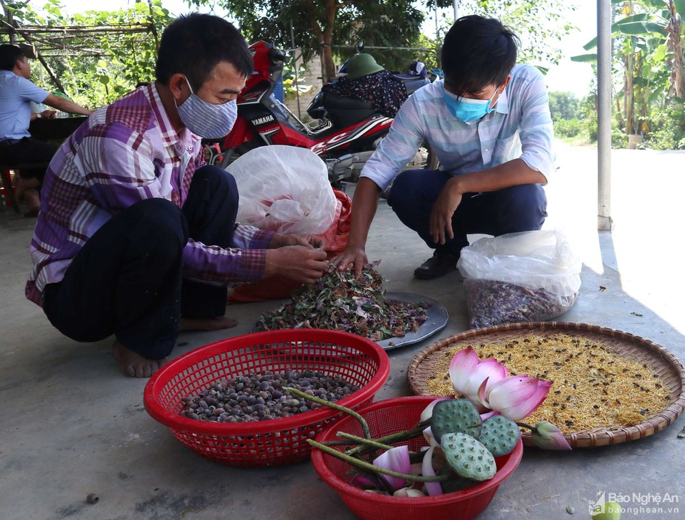 Nghệ An: Cả làng đổ xô lên rừng hái loại quả bé tí như ngón tay có nhiều công dụng từ thân, rễ, lá, quả - Ảnh 7.