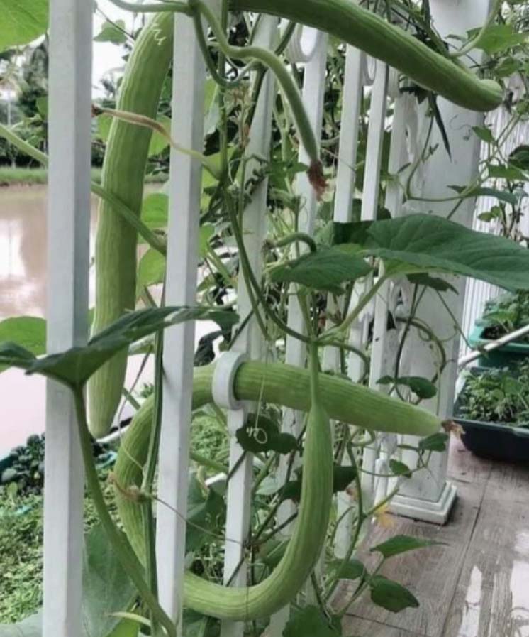 Xôn xao với quả hình thù như giun, rắn ăn vào lại thấy ngon, ngọt bất thường - Ảnh 3.