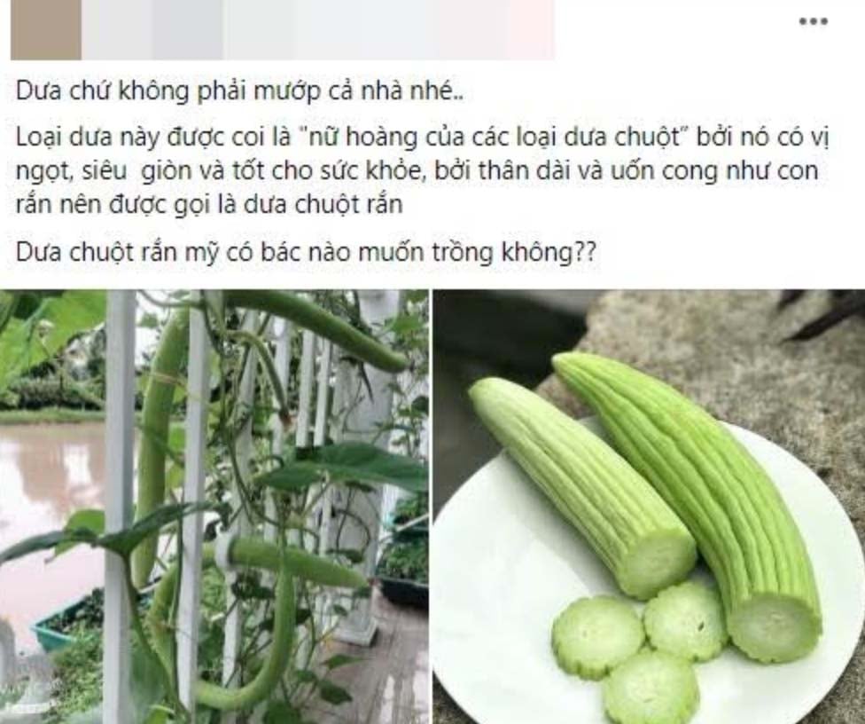 Xôn xao với quả hình thù như giun, rắn ăn vào lại thấy ngon, ngọt bất thường - Ảnh 2.