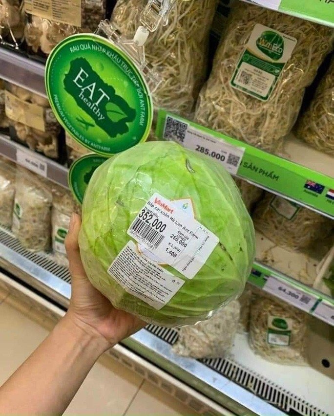 Vụ siêu thị "hét" giá bắp cải 250.000 đồng/kg trong mùa dịch Covid-19, sự thật là đâu? - Ảnh 2. Vụ siêu thị "hét" giá bắp cải 250.000 đồng/kg trong mùa dịch Covid-19, sự thật là đâu? - Ảnh 2.
