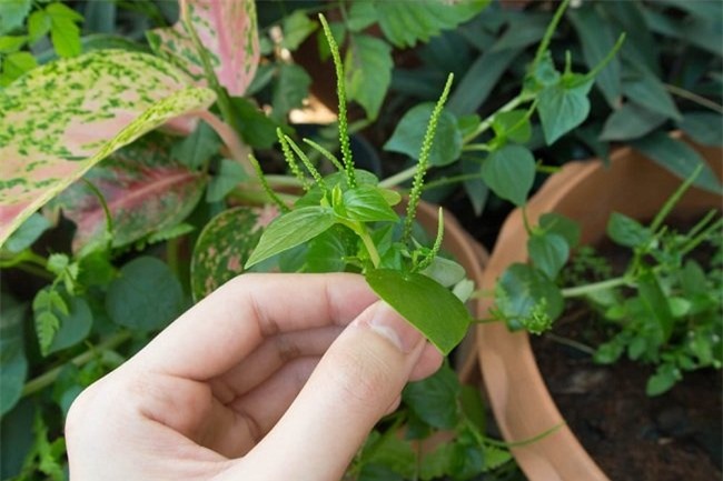 Thứ rau dại vứt chỗ nào cũng mọc, lắm công dụng thần kỳ mà nhiều người không biết đem nhổ bỏ - Ảnh 2.