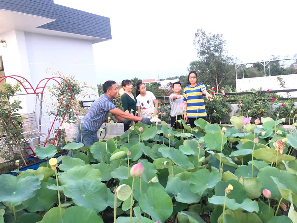 Ngỡ ngàng hồ sen ngát hương quanh năm trên tầng thượng của gia đình Sài Gòn - Ảnh 8.