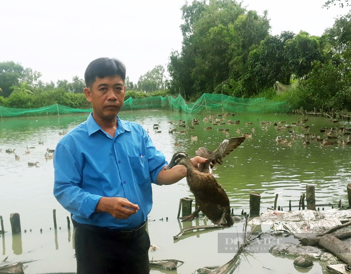 Sóc Trăng: Hợp tác xã đưa vịt trời vào mâm cỗ nhà hàng, sản phẩm không đủ bán - Ảnh 3.