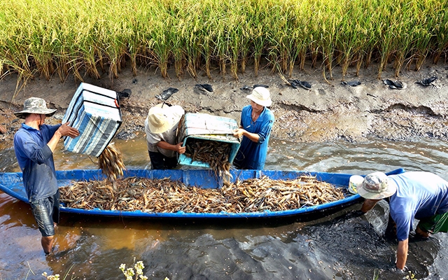 Xây dựng hệ thống lương thực thực phẩm minh bạch - Ảnh 1. Xây dựng hệ thống lương thực thực phẩm minh bạch - Ảnh 1.