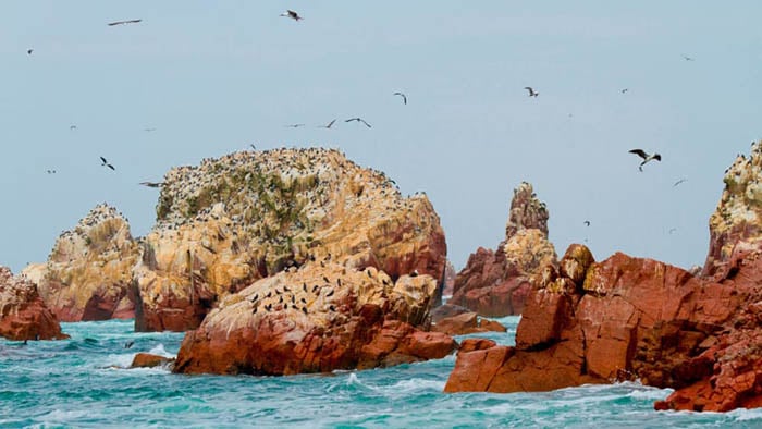 Peru: Thiên đường tự nhiên độc lạ Paracas - “nơi sa mạc gặp biển” - Ảnh 2.