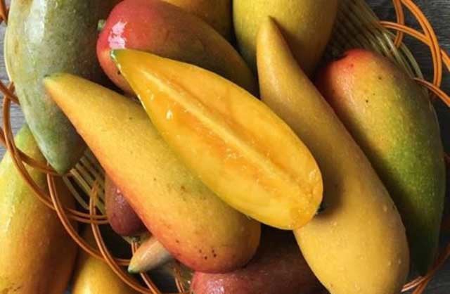 Bề ngoài nhìn như quả ớt nhưng thực ra là một giống xoài, hạt bên trong bé như que tăm - Ảnh 3.