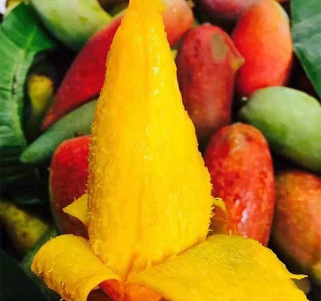 Bề ngoài nhìn như quả ớt nhưng thực ra là một giống xoài, hạt bên trong bé như que tăm - Ảnh 2.