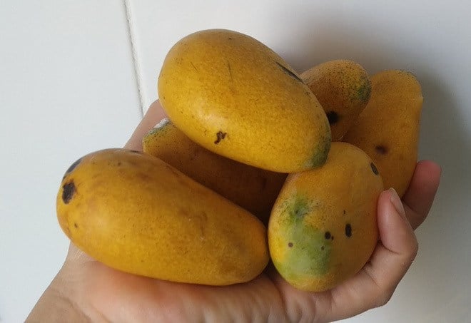 Bề ngoài nhìn như quả ớt nhưng thực ra là một giống xoài, hạt bên trong bé như que tăm - Ảnh 5.
