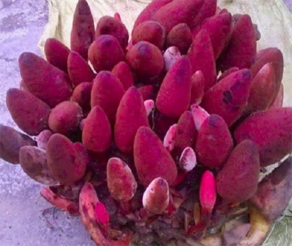  Loại nấm từ tên nghe đến hình dáng đều lạ hoắc đang được &quot;đấng mày râu&quot; lùng mua để tăng cường sinh lực - Ảnh 9.