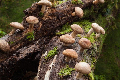 Ra mắt nước tương CHIN-SU nấm Shiitake có nguồn gốc từ Nhật Bản: Say lòng tín đồ ẩm thực - Ảnh 3.