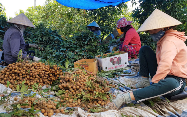 Nhãn chín rộ, trầy trật lo tiêu thụ - Ảnh 1.