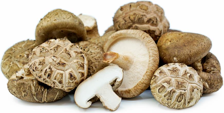 Ra mắt nước tương CHIN-SU nấm Shiitake có nguồn gốc từ Nhật Bản: Say lòng tín đồ ẩm thực - Ảnh 1.