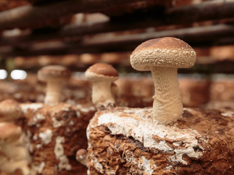 Ra mắt nước tương CHIN-SU nấm Shiitake có nguồn gốc từ Nhật Bản: Say lòng tín đồ ẩm thực - Ảnh 2.