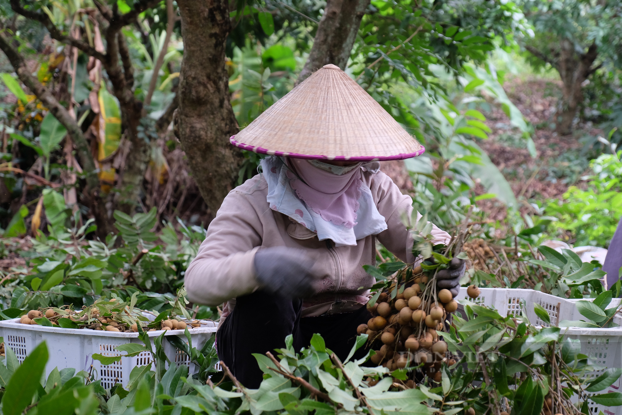 Bà Rịa – Vũng Tàu: Kêu gọi hỗ trợ tiêu thụ 1.390 tấn nhãn xuồng giúp bà con Xuyên Mộc - Ảnh 3.