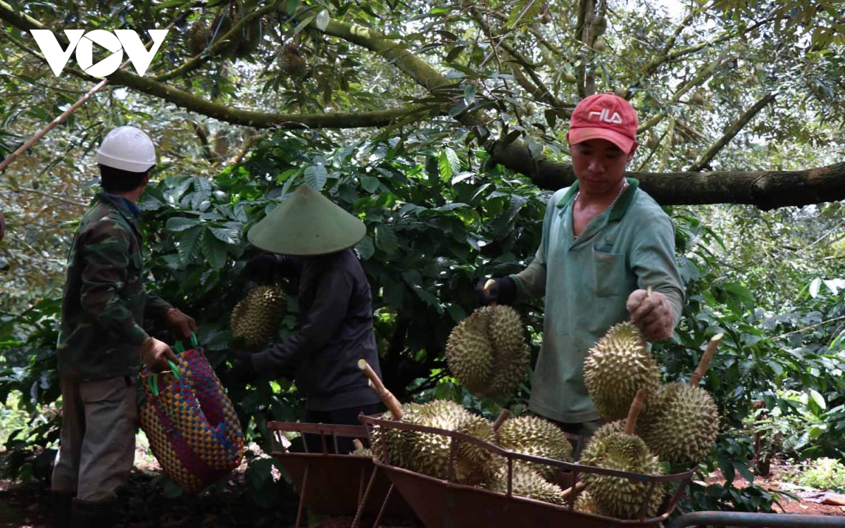 Siết chặt lao động ngoại tỉnh tới Đắk Lắk khi vào mùa của loại quả "hái ra tiền" - Ảnh 1. Siết chặt lao động ngoại tỉnh tới Đắk Lắk khi vào mùa của loại quả "hái ra tiền" - Ảnh 1.