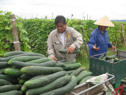 Loại quả bán rất rẻ ở Việt Nam vào mùa hè nhưng công dụng sánh ngang linh chi - Ảnh 2.