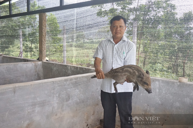 Đà Nẵng: Người dân làng Cơ Tu đổi đời nhờ các mô hình kinh tế mới - Ảnh 3.