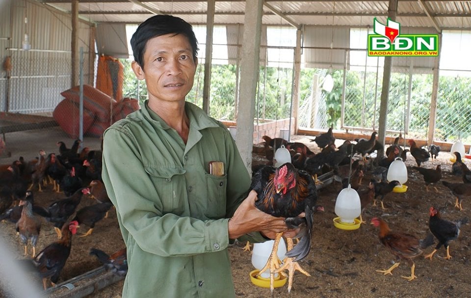 Đắk Nông: Hé lộ bí quyết nuôi gà ta thả vườn cà phê, dịch giã như thế, ông nông dân này vẫn lãi 40 triệu/tháng - Ảnh 3.