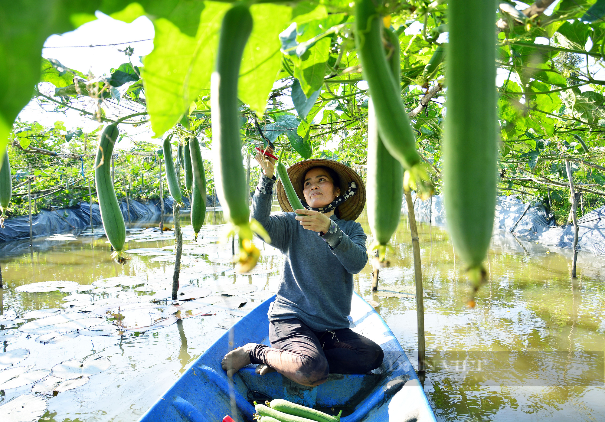 Bỏ phố về quê làm mô hình trên mướp dưới ớt, chị nông dân bỏ túi 300-400 ngàn đồng/ngày - Ảnh 2.