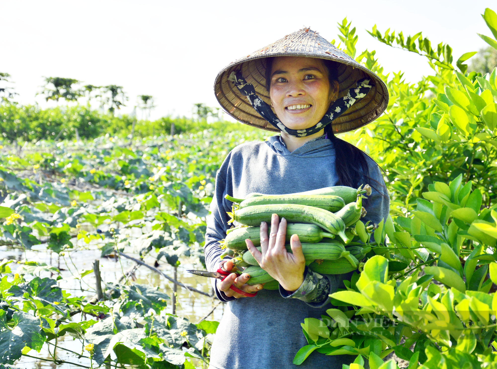 Bỏ phố về quê làm mô hình trên mướp dưới ớt, chị nông dân bỏ túi 300-400 ngàn đồng/ngày - Ảnh 3.