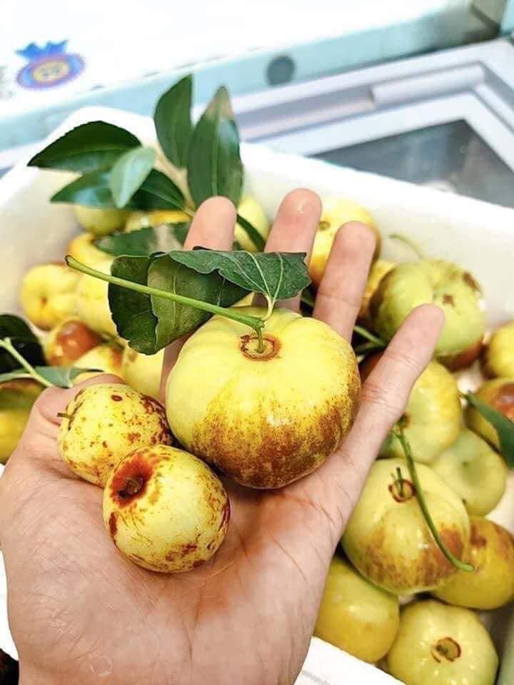 Loại trái cây của Trung Quốc có hình dáng lạ được quảng cáo như thần dược có giá đắt đỏ vẫn &quot;cháy hàng&quot; - Ảnh 9.
