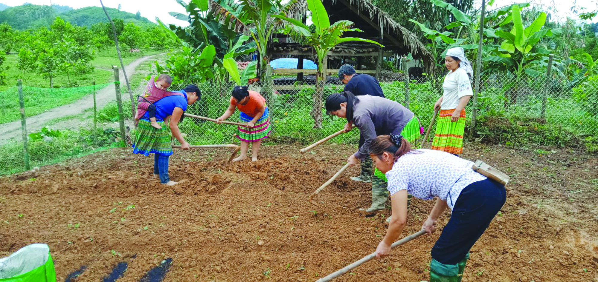 Cải tạo vườn tạp, thu nhập của người dân tăng gấp đôi - Ảnh 2.