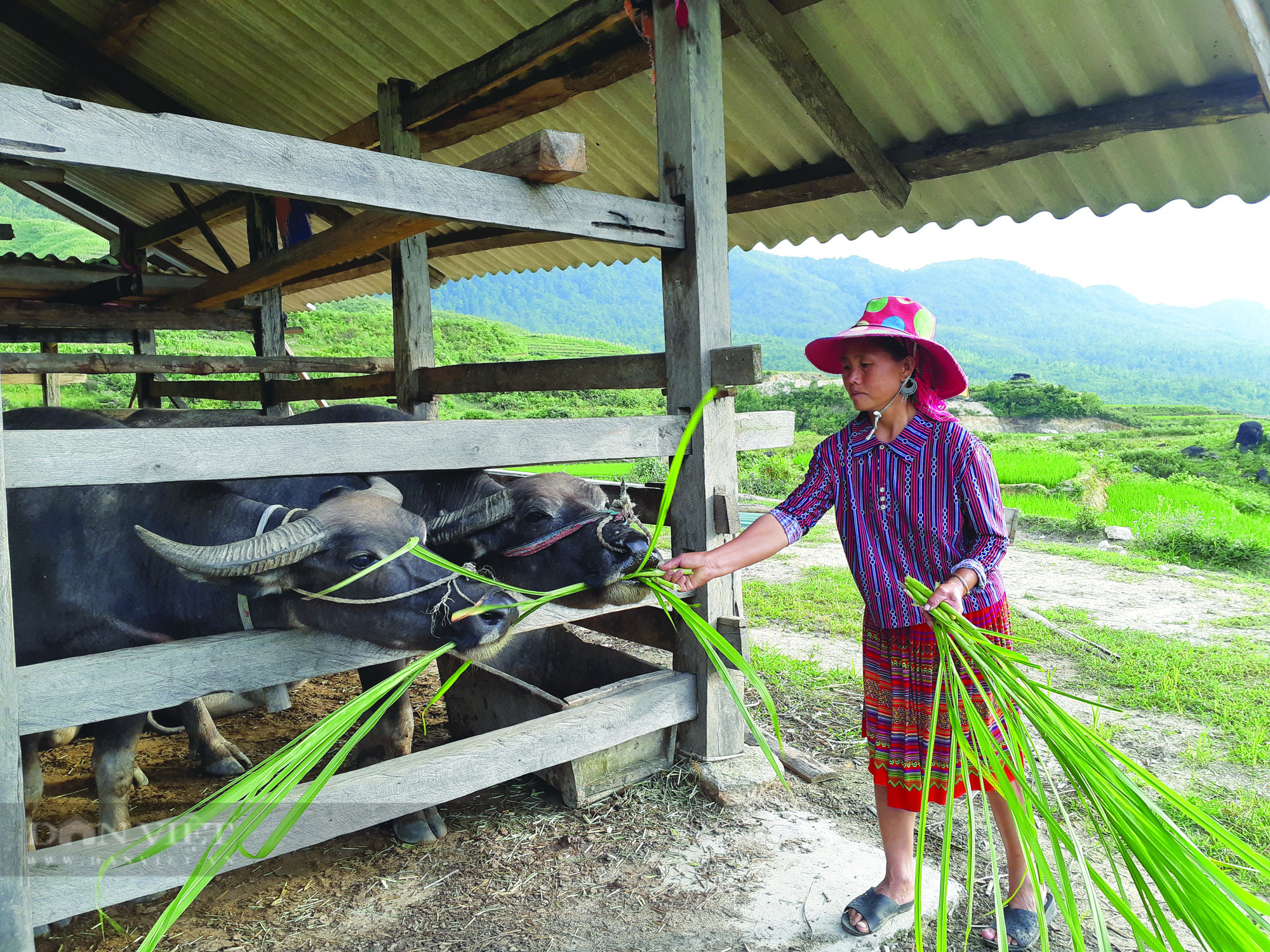Sức sống trên bản người Mông ở Nàng Cút - Ảnh 1. Sức sống trên bản người Mông ở Nàng Cút - Ảnh 1.