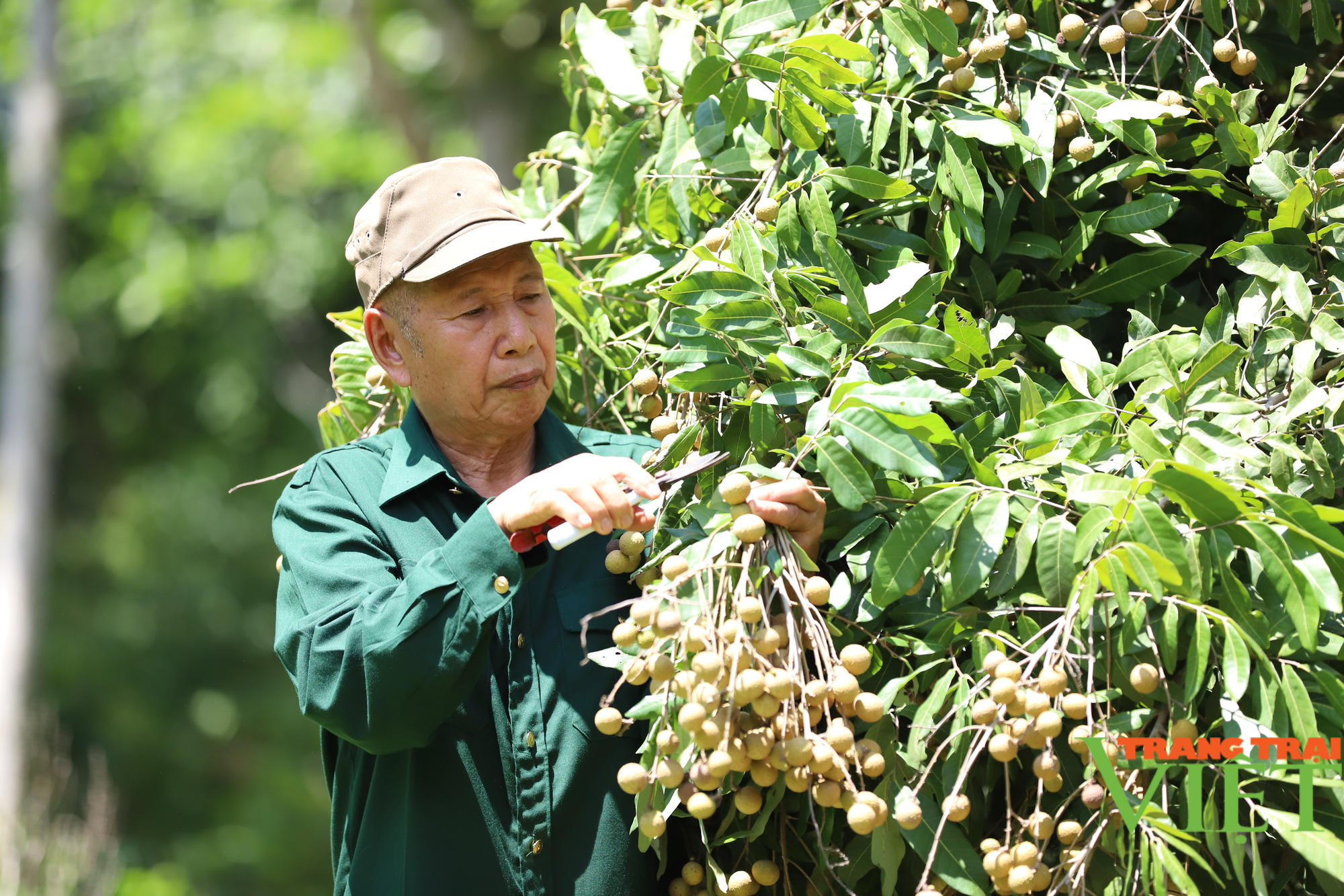 Cựu binh chung tay góp sức xây dựng nông thôn mới - Ảnh 1. Cựu binh chung tay góp sức xây dựng nông thôn mới - Ảnh 1.