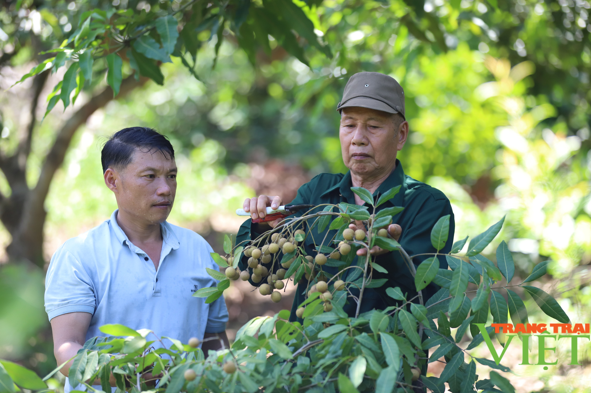 Cựu binh chung tay góp sức xây dựng nông thôn mới - Ảnh 2. Cựu binh chung tay góp sức xây dựng nông thôn mới - Ảnh 2.