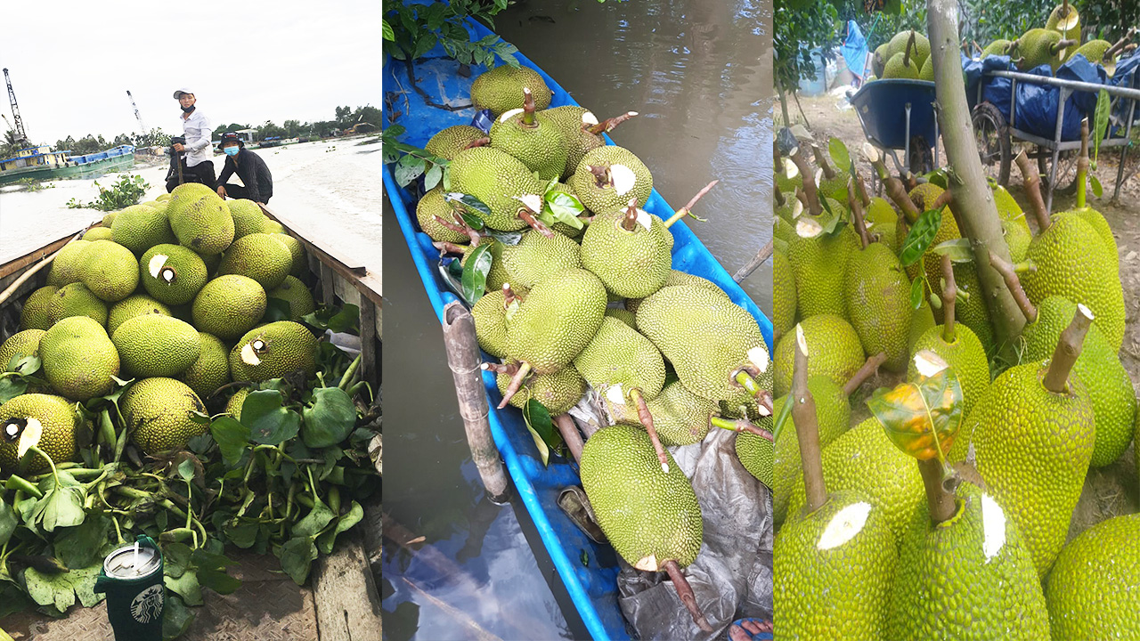 Cập nhật giá mít Thái hôm nay 26/7: Giá mít Kem tăng cao nhất từ trước đến nay, vượt qua giá mít loại Ba - Ảnh 1.