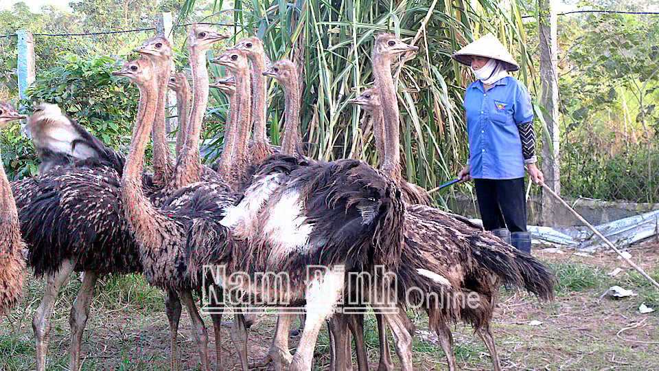 Nam Định: Nuôi con đặc sản, ngoài nhìn cứ tưởng &quot;ngon ăn&quot;, vào trong mới biết cũng &quot;bấp bênh&quot; thế này - Ảnh 1.
