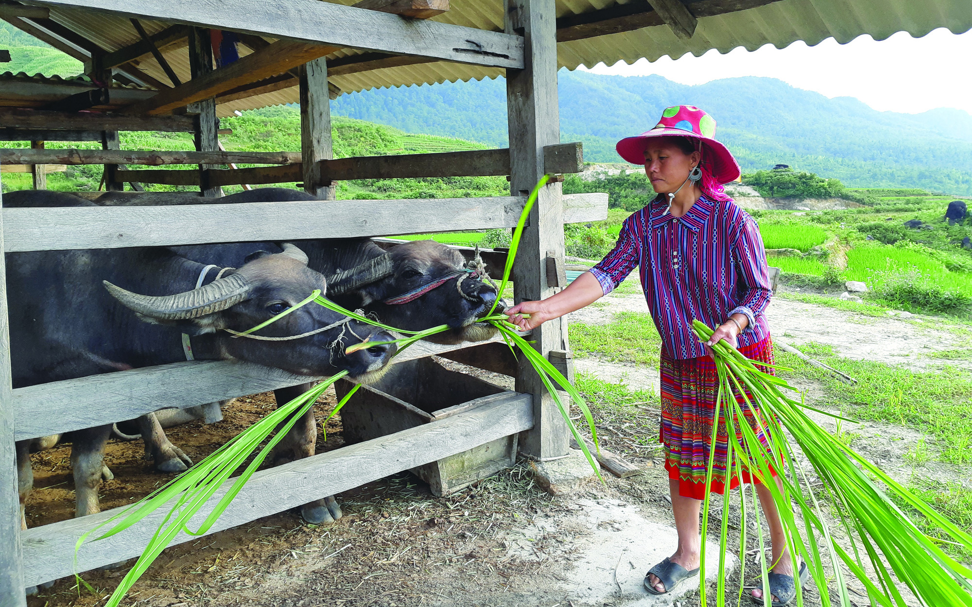 Sức sống trên bản người Mông ở Nàng Cút
