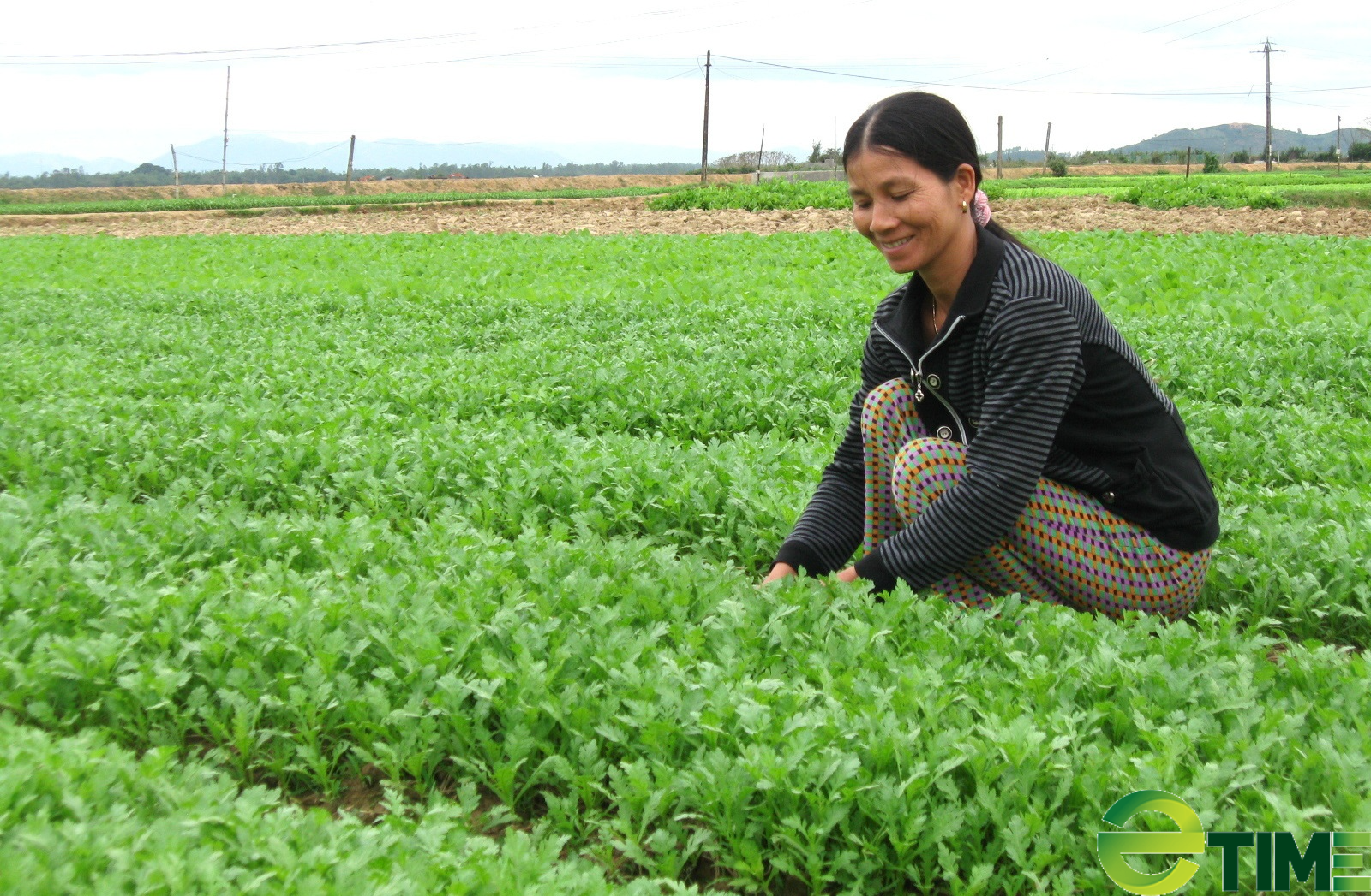 Nông dân Bình Định lan tỏa trồng rau an toàn theo tiêu chuẩn VietGAP - Ảnh 1.