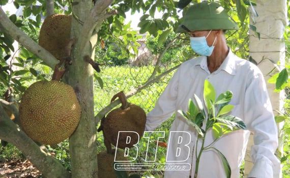 Thái Bình: Cây mít lạ ra chi chít trái, gia chủ bán 300.000 đồng/quả khách phải đặt tiền khi quả còn xanh lét - Ảnh 1.