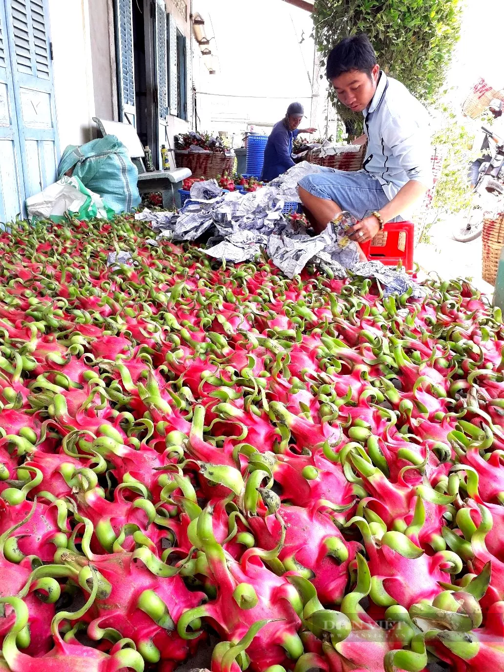 Long An: Tiêu thụ thanh long gặp khó bởi “luồng xanh”, hợp tác xã vẫn sản xuất “3 tại chỗ” - Ảnh 3.