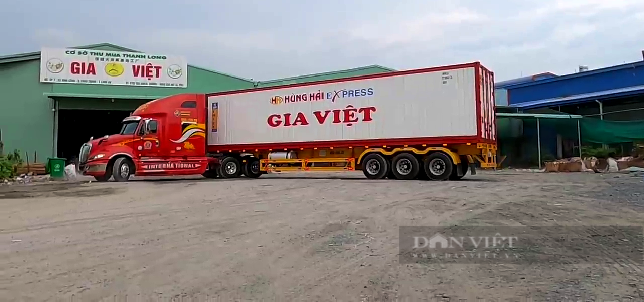 Long An: Tiêu thụ thanh long gặp khó bởi “luồng xanh”, hợp tác xã vẫn sản xuất “3 tại chỗ” - Ảnh 4.