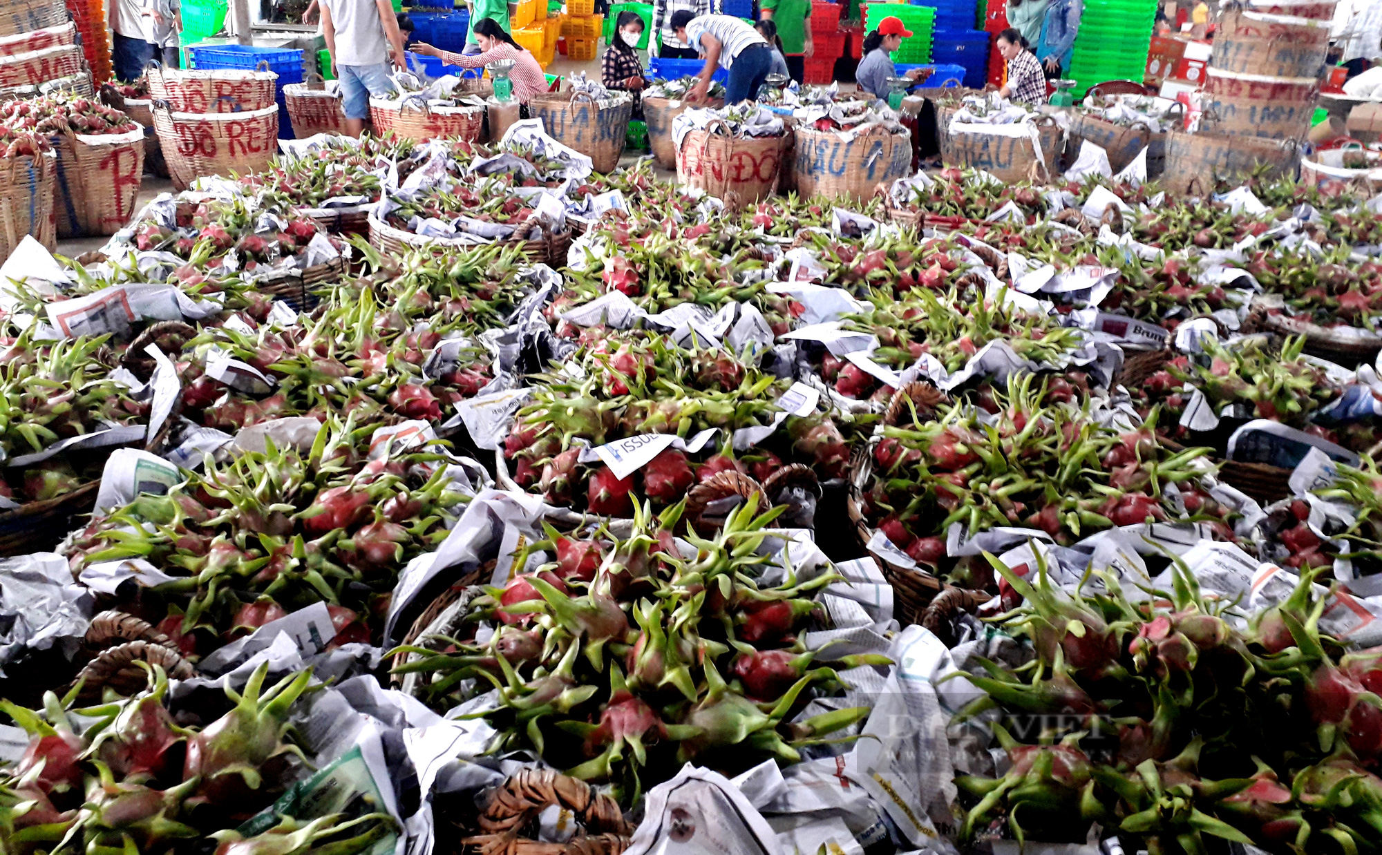 Long An: Một dân nông xuất kho 200 tấn thanh long ủng hộ chống dịch  - Ảnh 3.