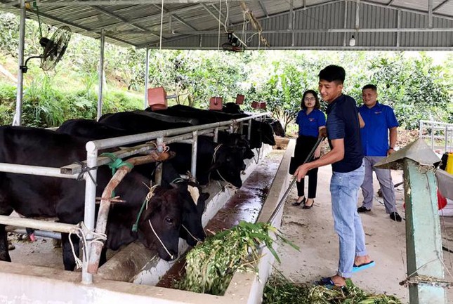 Bạn trẻ rời phố về quê, khởi nghiệp làm nông, khó hay dễ? - Ảnh 5.