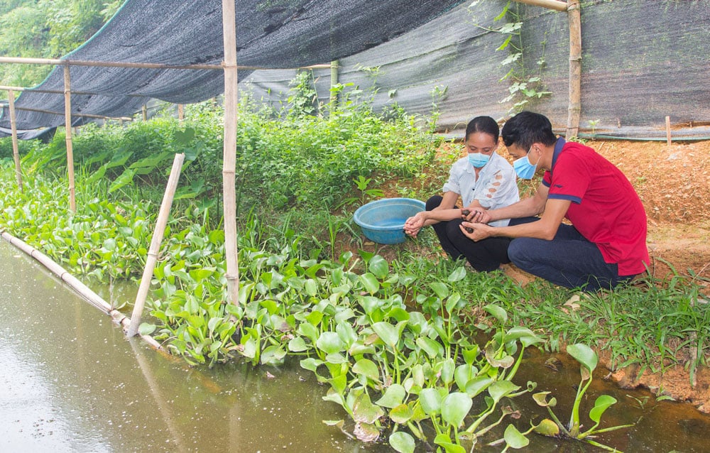 Thái Nguyên: Nuôi ốc đặc sản la liệt ở ruộng trũng, ai ở đây nhà nào nuôi cũng thành triệu phú - Ảnh 1.