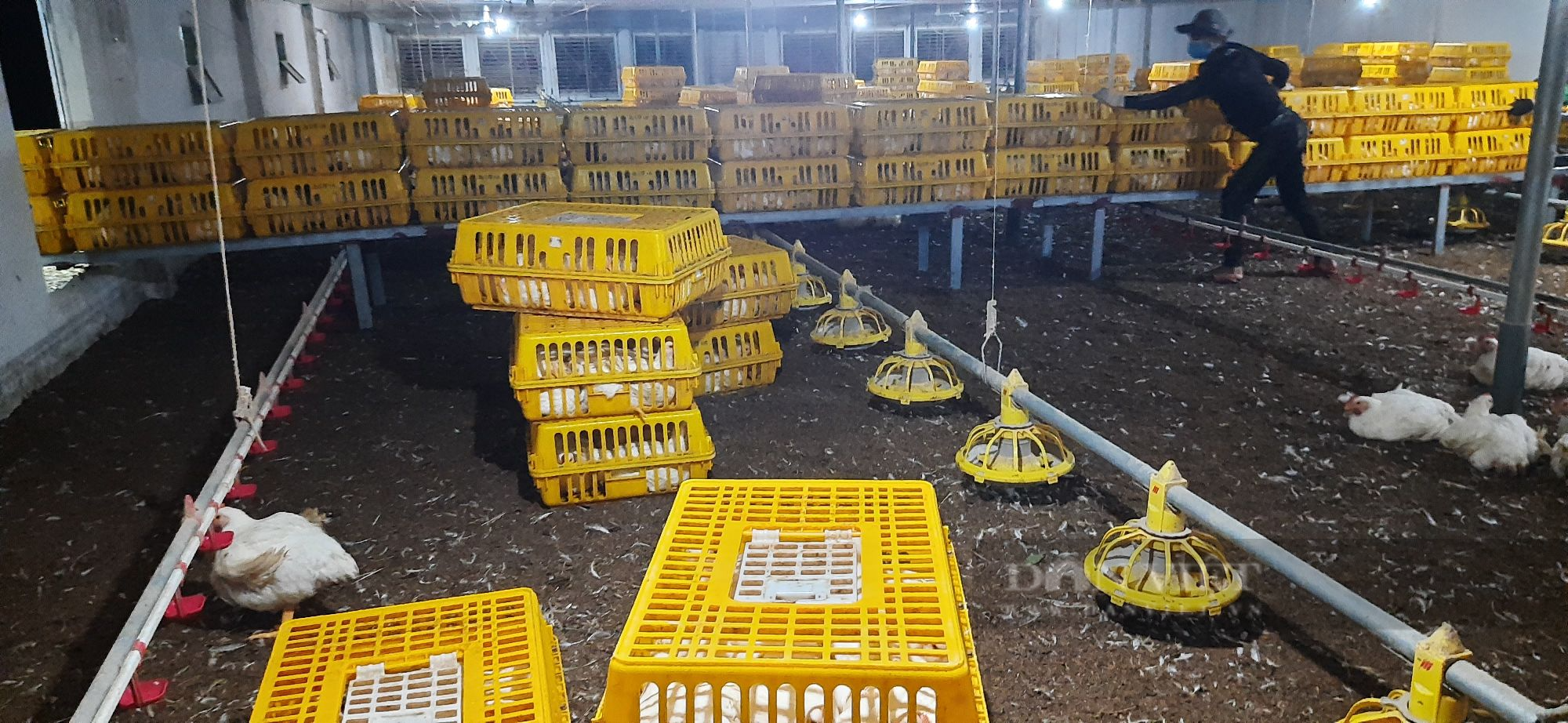 Giá gà công nghiệp hôm nay 30/7: Giá gà công nghiệp miền Bắc lại rớt thảm, vịt thịt bán chậm - Ảnh 1.