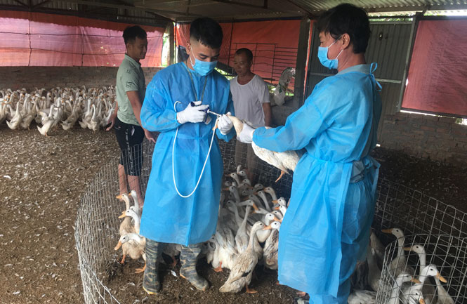 Hà Nội: Lần đầu tiên xuất hiện cúm gia cầm A/H5N8 ở huyện Ba Vì, kiểm soát chặt, bảo vệ đàn gia cầm - Ảnh 1. Hà Nội: Lần đầu tiên xuất hiện cúm gia cầm A/H5N8 ở huyện Ba Vì, kiểm soát chặt, bảo vệ đàn gia cầm - Ảnh 1.