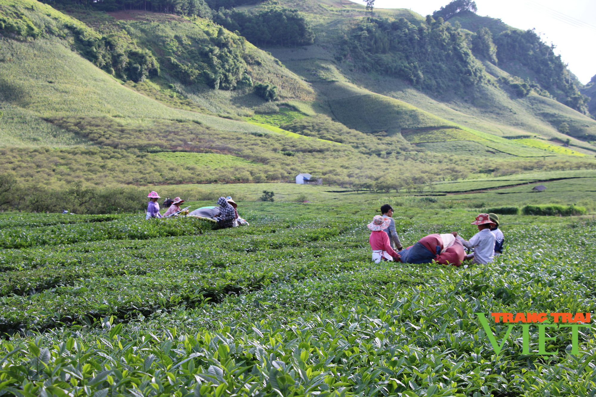 Nông dân Vân Hồ sống khoẻ và thu nhập cao từ cây chè Shan Tuyết - Ảnh 1.