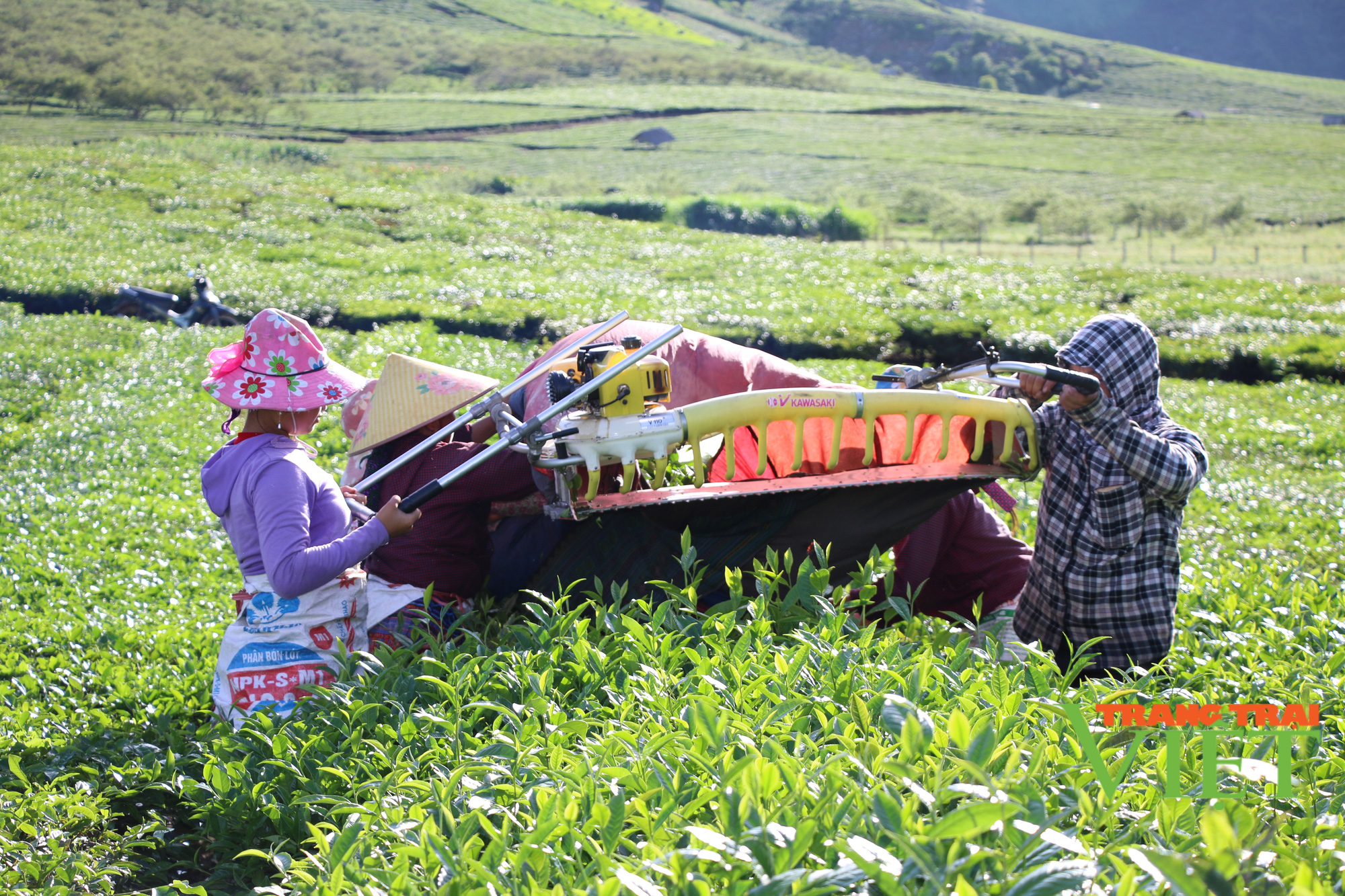 Nông dân Vân Hồ sống khoẻ và thu nhập cao từ cây chè Shan Tuyết - Ảnh 2.