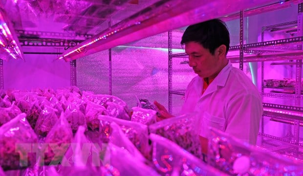 Hoa lan đột biến: Ở Lâm Đồng chiếu xạ gây đột biến được cả cây hoa lan giả hạc quý hiếm - Ảnh 1.