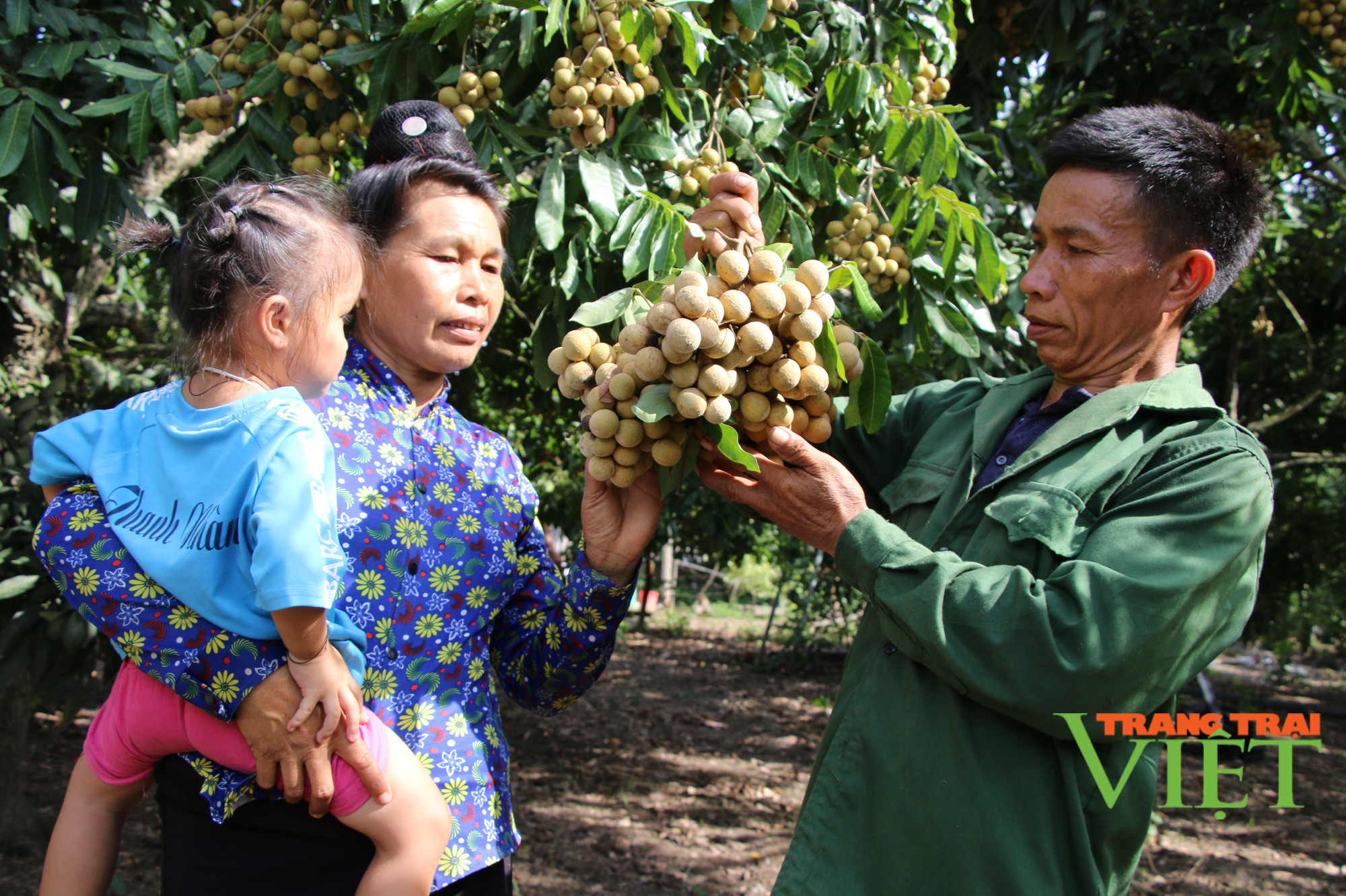 Lão nông bắt đất nương cằn cỗi nhả ra tiền - Ảnh 2. Lão nông bắt đất nương cằn cỗi nhả ra tiền - Ảnh 2.