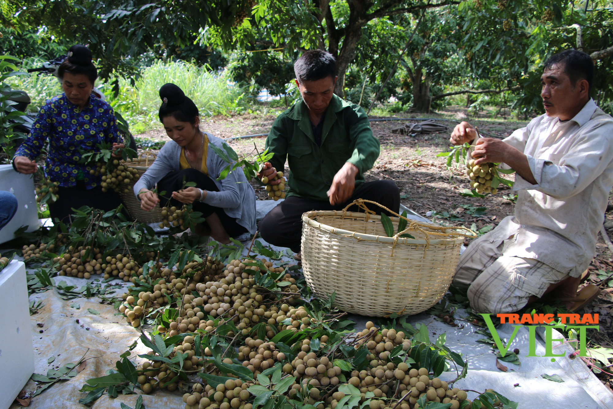 Lão nông bắt đất nương cằn cỗi nhả ra tiền - Ảnh 5. Lão nông bắt đất nương cằn cỗi nhả ra tiền - Ảnh 5.